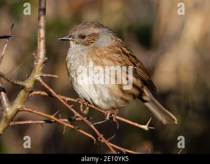 Dunnock in einer kleinen Eiche thront Stockfoto