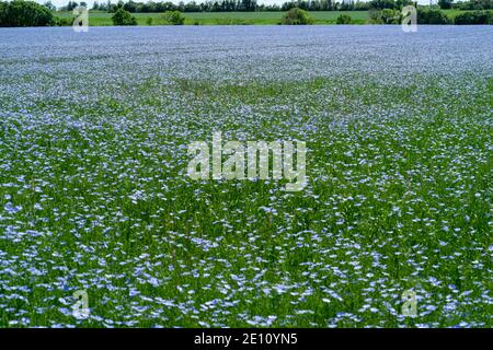 Landschaftsbild zeigt eine Ernte von hellblau blühenden gemeinsamen Flachs (Linum usitatissimum) kommerziell für Leinsamen angebaut. Entfernter Hintergrund des ländlichen Stockfoto