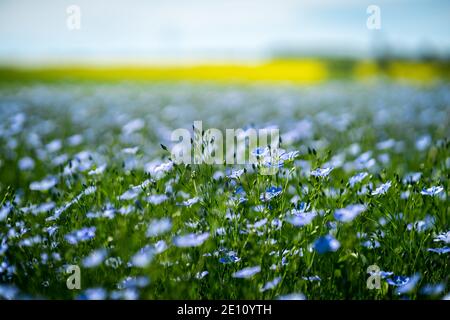 Blaue Blüten von Flachs in einem Feld vor verschwommenem gelben Hintergrund, im Sommer, Nahaufnahme, flache Schärfentiefe Stockfoto