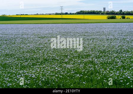 Landschaftsbild zeigt eine Ernte von hellblau blühenden gemeinsamen Flachs (Linum usitatissimum) kommerziell für Leinsamen angebaut. Entfernter gelber Hintergrund von Stockfoto