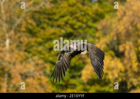 Kapuzengeier Necrosyrtes monachus (Captive), Erwachsener im Flug, Hawk Conservancy Trust, Hampshire, Großbritannien, November Stockfoto