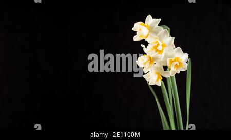 Nahaufnahme Narzissen Blume dunklen Hintergrund Stockfoto