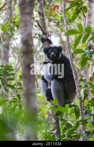 Indri Indri Indri indri, Erwachsenenklettern im Regenwald, Périnet, Madagaskar, Oktober Stockfoto