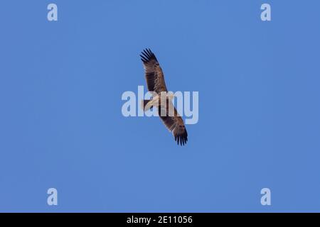 Kaiseradler Stockfoto