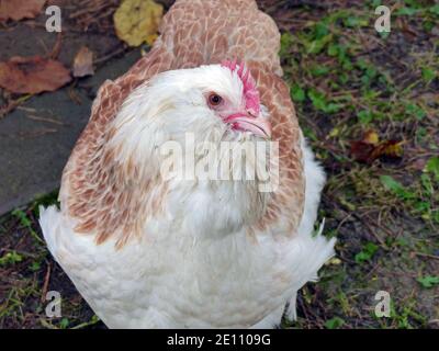 Happy Salmon Hen Genießt Den Herbst Im Garten Stockfoto