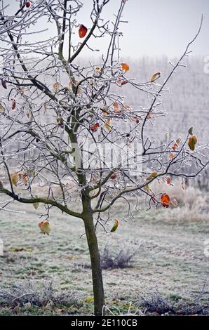 Obstbaum Nach Dem Ersten Frost In Winterlichen Weinbergen, Rheinhesse Stockfoto