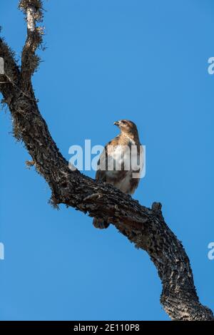 Madagascar Bussard Buteo brachypterus, Erwachsener ruft von Baumbarsch, Ifty, Toliara, Madagaskar, Oktober Stockfoto