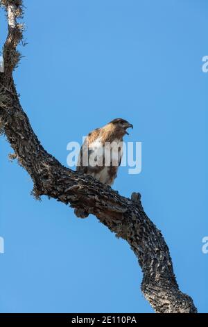 Madagascar Bussard Buteo brachypterus, Erwachsener ruft von Baumbarsch, Ifty, Toliara, Madagaskar, Oktober Stockfoto