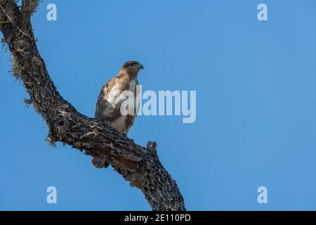 Madagascar Bussard Buteo brachypterus, Erwachsener ruft von Baumbarsch, Ifty, Toliara, Madagaskar, Oktober Stockfoto