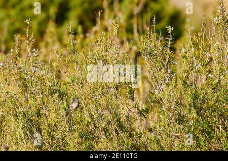 Balearenwaldsänger (Sylvia balearica) über Heidekraut auf dem öffentlichen Anwesen Can Marroig im Naturpark Ses Salines (Formentera, Balearen, Spanien) Stockfoto