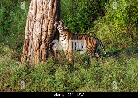 Eine Tigerin, die auf der Waldstraße und der Gebietsmarkierung läuft Im Nagarhole Tiger Reserve in Karnataka während einer Wildtiersafari Stockfoto