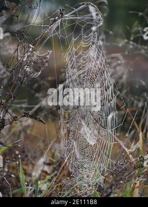 Großes Spinnennetz der Kreuzspinne mit Tau Drops früh am Morgen auf EINER Wiese in Ampermoos, Oberbayern Stockfoto