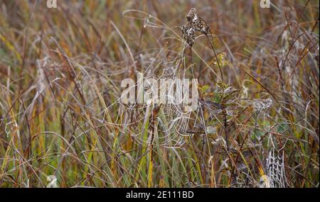 Spinnennetz der Kreuzspinne mit Tau Drops früh am Morgen auf EINER Wiese in Ampermoos, Oberbayern Stockfoto