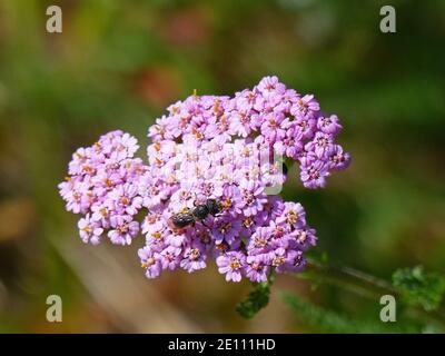 Rosa Blühender Schafgarbe Mit Insekten, Achillea Millefolium Stockfoto