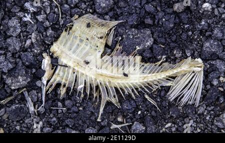 Roher Fischknochen auf der Straße, Fischhändler und Tiere, Nahrung Stockfoto