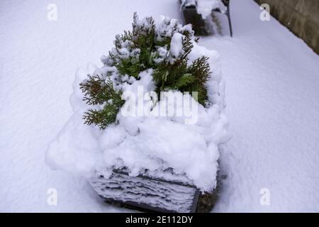 Winter verschneite Pflanzen, Schneeflocken, Natur landscape Stockfoto