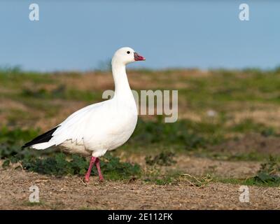 Rossgans, Anser rossii, eine seltene Gans in San Diego, Kalifornien, USA Stockfoto