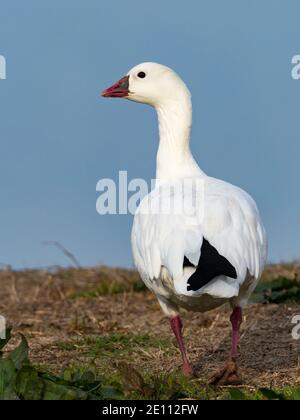 Rossgans, Anser rossii, eine seltene Gans in San Diego, Kalifornien, USA Stockfoto