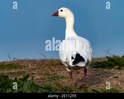 Rossgans, Anser rossii, eine seltene Gans in San Diego, Kalifornien, USA Stockfoto