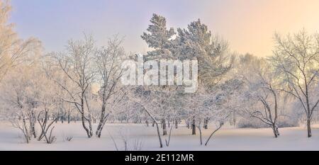 Frostiger Wintermorgen im Stadtpark mit Schnee und Reif bedeckt. Weißer Reim auf Bäumen und Sträuchern Äste, auf grünen Nadeln der Kiefer. Die Schönheit der Stadt Stockfoto