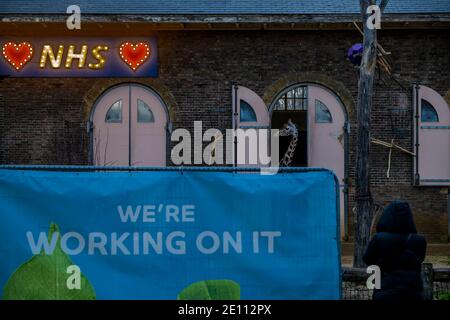 London, Großbritannien. Januar 2021. Das Giraffenhaus mit Liebe das NHS-Lichtschild - ZSL London Zoo ist geöffnet, obwohl London in Tier 4 (Lockdown 3) ist. Und die Besucher trotzen der Kälte, Regen, Schnee und Hagel, um die Tiere zu sehen. Kredit: Guy Bell/Alamy Live Nachrichten Stockfoto