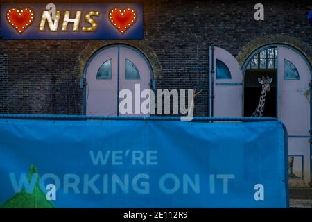 London, Großbritannien. Januar 2021. Das Giraffenhaus mit Liebe das NHS-Lichtschild - ZSL London Zoo ist geöffnet, obwohl London in Tier 4 (Lockdown 3) ist. Und die Besucher trotzen der Kälte, Regen, Schnee und Hagel, um die Tiere zu sehen. Kredit: Guy Bell/Alamy Live Nachrichten Stockfoto