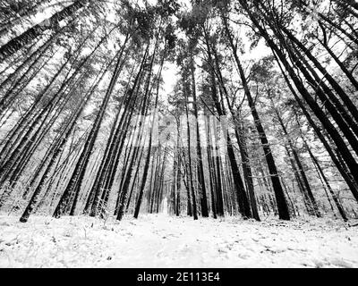 Weitwinkelansicht eines Waldes bei Schneefall in schwarz und weiß. Stockfoto