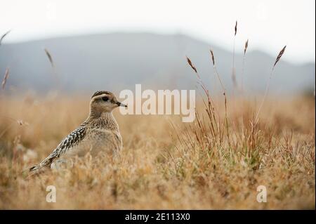 Eurasischer Dotterel (Charadrius morinellus) fotografiert in den italienischen Alpen, im niedrigen Gras. Stockfoto