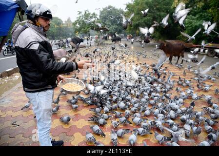 Neu Delhi, Indien. Januar 2021. Ein Mann, der Tauben an einem kalten Wintermorgen füttert, am 03. Januar 2020 in Neu Delhi, Indien. Quelle: David Talukdar/ZUMA Wire/Alamy Live News Stockfoto