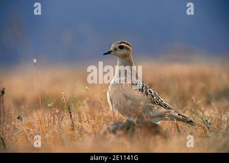 Eurasischer Dotterel (Charadrius morinellus) fotografiert in den italienischen Alpen, im niedrigen Gras. Stockfoto