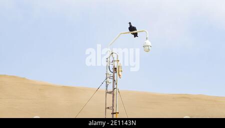 Geier sitzt auf weißem Lampenpfosten Stockfoto
