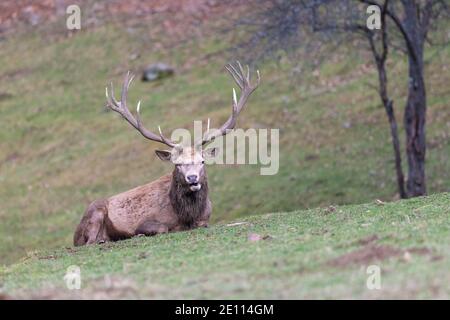 Red Deer Stag, Hirsch Stag sitzt in einer Wiese im Winter, Red Deer Stag Laying Down Stockfoto