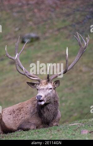 Rothirsch-Hirsch-Hirsch, Hirsch-Hirsch, der im Winter auf einer Wiese liegt, Rothirsch-Hirsch Stockfoto