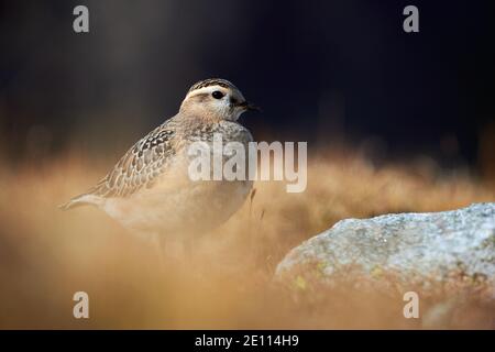 Eurasischer Dotterel (Charadrius morinellus) fotografiert in den italienischen Alpen, im niedrigen Gras. Stockfoto