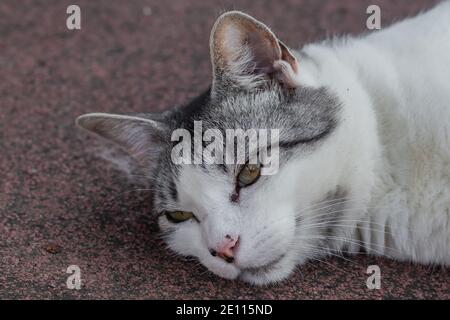 Nahaufnahme einer weißen und grauen Katze, die auf dem Boden liegt Stockfoto