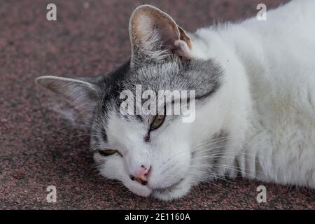Nahaufnahme einer weißen und grauen Katze, die auf dem Boden liegt Stockfoto