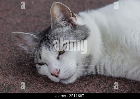 Nahaufnahme der grauen und weißen Katze Stockfoto