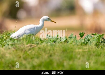 Kleiner Reiher, Riff Heron Stockfoto