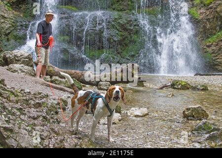 Beagle macht EINEN Spaziergang mit seinem Meister im Josefstaler Wasserfall In Oberbayern Stockfoto