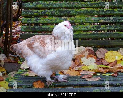 Happy Salmon Hen genießt den Herbst im Garten, steht auf EINER Gartenbank mit bunten Herbstblättern Stockfoto