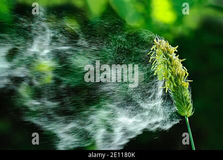 Gräser Pollen fliegen, Fuchsschwanzpollen fliegen, Gras Pollenlos, Fliegende Pollenwolke fliegt von Gras ab, Gräserpollenflug Stockfoto