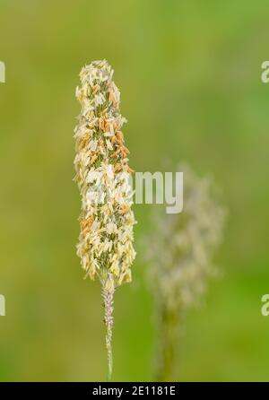 Gräser Pollen fliegen, Fuchsschwanzpollen, blühendes Gras, Grasblüte mit Staubbeuteln voller Pollen, Gräserblüte mit Pollen Stockfoto