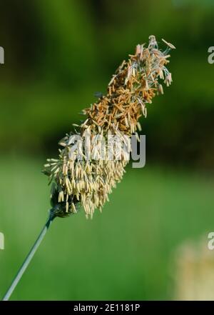 Gräser Pollen fliegen, Fuchsschwanzpollen fliegen, blühendes Gras, Grasblüte mit Staubbeuteln voller Pollen Stockfoto