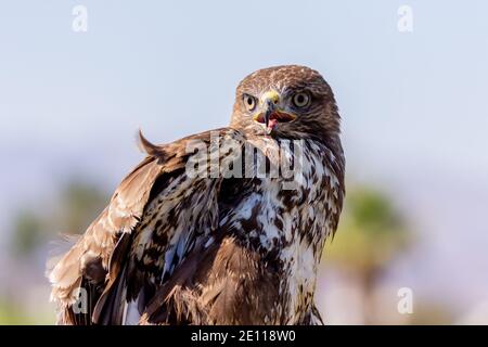 Bussard, Steppe Buzzard Stockfoto