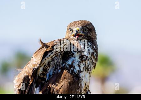 Bussard, Steppe Buzzard Stockfoto