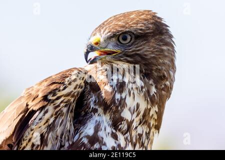 Bussard, Steppe Buzzard Stockfoto