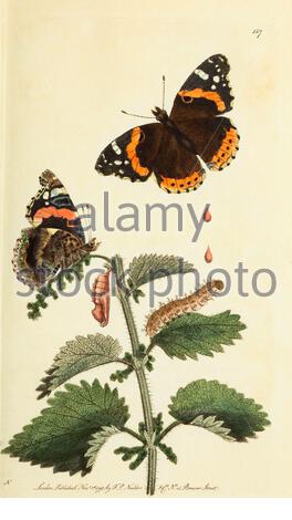 Red Admiral Butterfly (Vanessa Atalanta), Vintage Illustration veröffentlicht in der Naturalist's Miscellany von 1789 Stockfoto