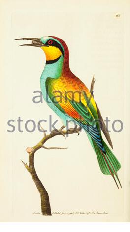 European Bee-Eater (Merops apiaster), Vintage Illustration veröffentlicht in der Naturalist's Miscellany von 1789 Stockfoto