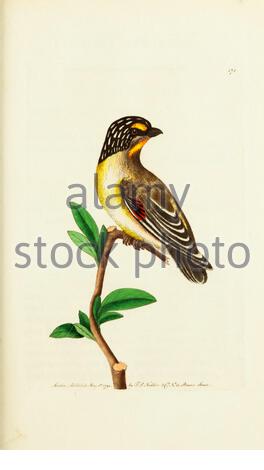 Gestreift Pardalote (Pardalotus striatus), Vintage-Illustration veröffentlicht in der Naturalist's Miscellany von 1789 Stockfoto