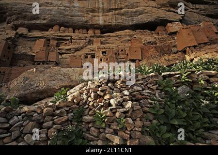 Dogon Dorf in Felswand in der Nähe von Peli, Bandiagara Escarpment (Falaise de Bandiagara), Dogon Land, Mali Stockfoto